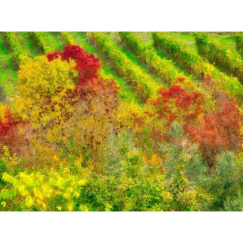 Italy-Chianti Fall colored trees in a vineyard
